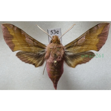 Deilephila porcellus (Linnaeus, 1758) Zmrocznik pazik Poland53e